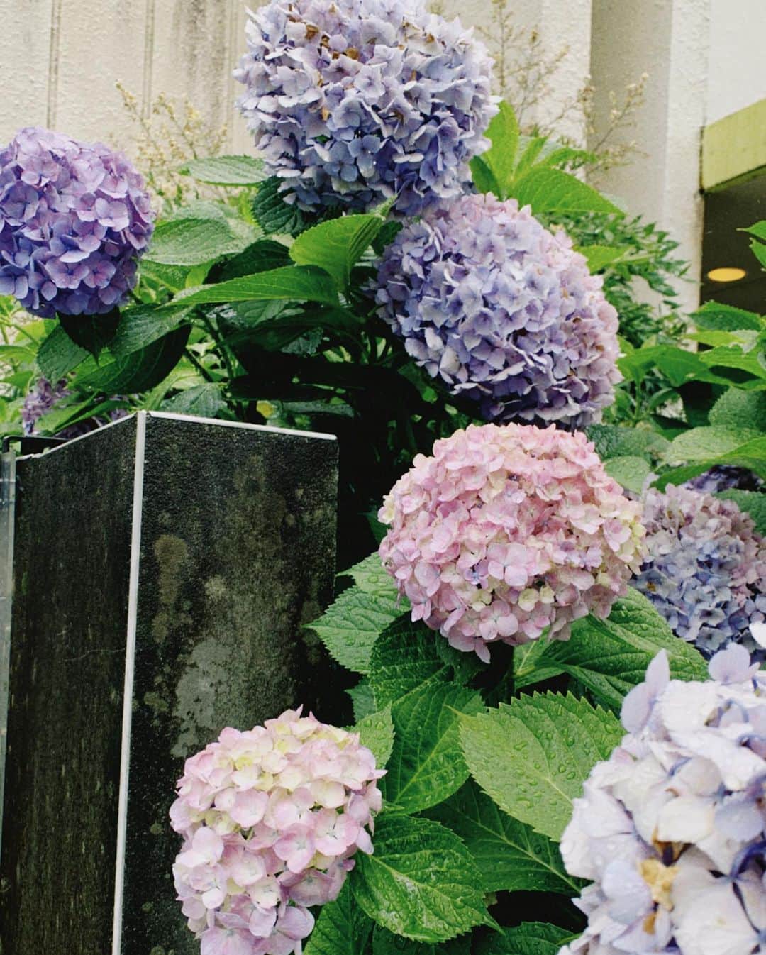 見上愛さんのインスタグラム写真 - (見上愛Instagram)「今年も私の1番好きなお花たちは元気そう。 #あじさい #紫陽花 #アジサイ #あじさいの絵文字が欲しい」6月19日 16時03分 - mikami_ai_