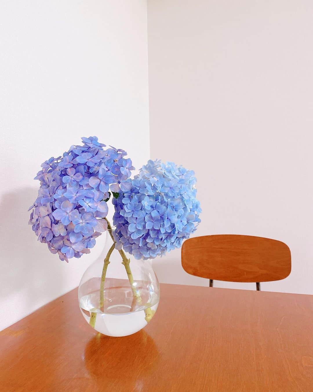 平有紀子のインスタグラム：「この間はとは違う青の色みの紫陽花🤍💙 . 大きいポンポンが2つ😁 . . #紫陽花 #切り花 #花瓶 #フラワーベース　#庭の花」