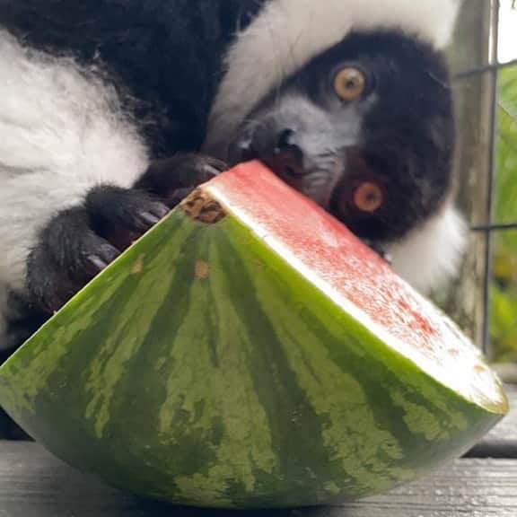 Zoological Wildlife Foundationさんのインスタグラム写真 - (Zoological Wildlife FoundationInstagram)「Sharing is caring! Zoboo clearly doesn’t care 🍉😅」6月19日 8時04分 - zwfmiami