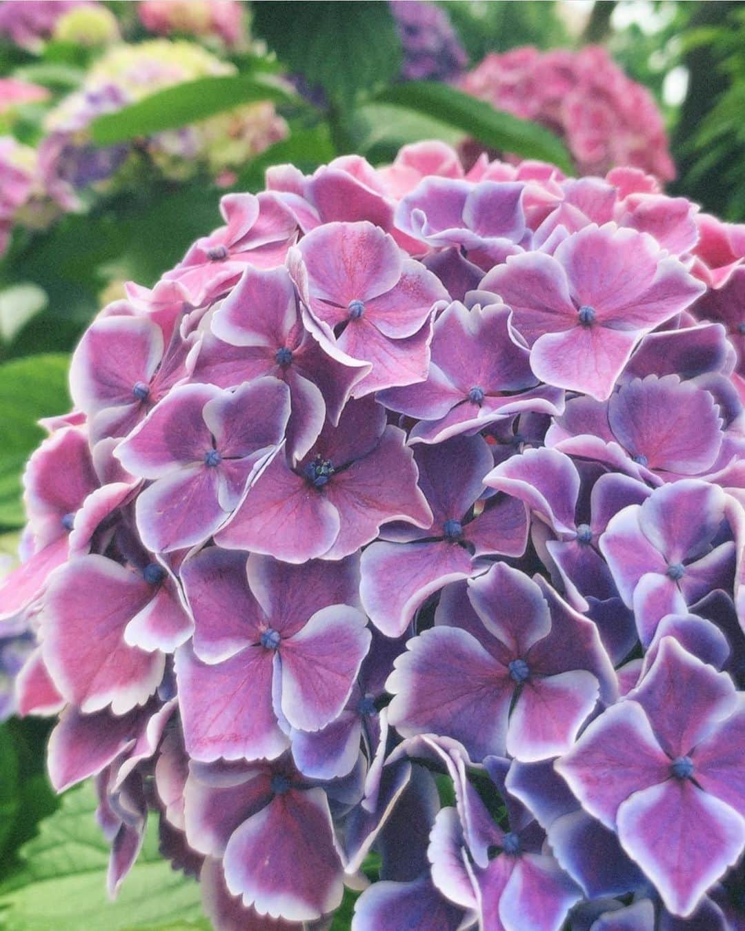 shihori.kathleenさんのインスタグラム写真 - (shihori.kathleenInstagram)「Thank goodness it's Friday. ☔️🐌﻿📸 ﻿ こーんな色んな色で生まれてきてみーんな綺麗だよ👄みんなも綺麗だよ﻿ ﻿ いってきます🧚🏻‍♂️」6月19日 7時58分 - shihori.hananoe