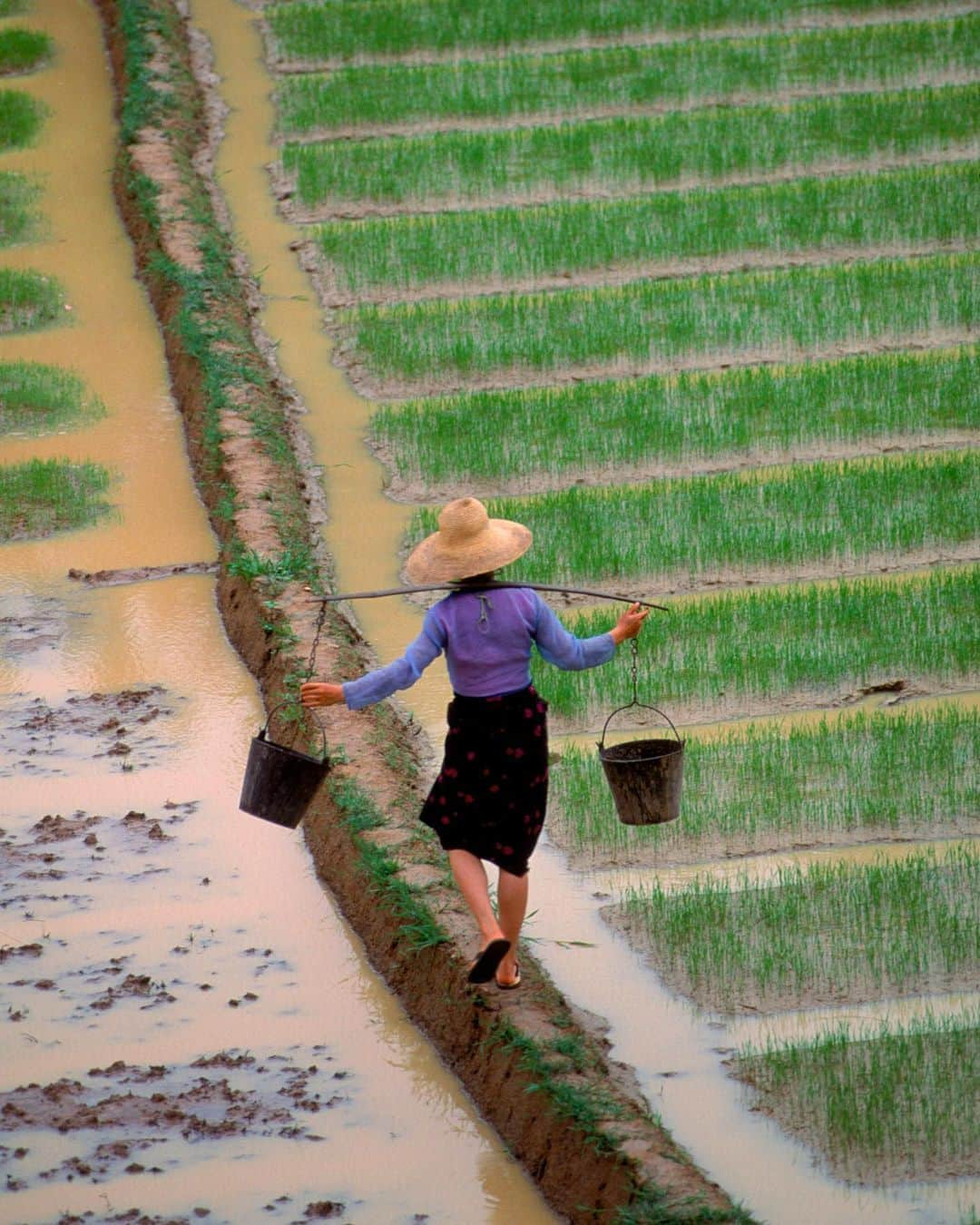 Michael Yamashitaさんのインスタグラム写真 - (Michael YamashitaInstagram)「Rice paddy fashion:  Xishuangbanna, Yunnan Province, China. Women  from the Dai minority planting rice. The Dai ethnic family are the same group who inhabit Laos and Thailand, sharing a similar language and cultural traditions.  #daiminority #xishuangbanna #yunnan #china @natgeo @natgeocreative @thephotosociety  From the book “Mekong: A Journey on the Mother of Waters.” Signed copies are available to purchase from our website michaelyamashita.com or the link in our profile.」6月19日 8時01分 - yamashitaphoto