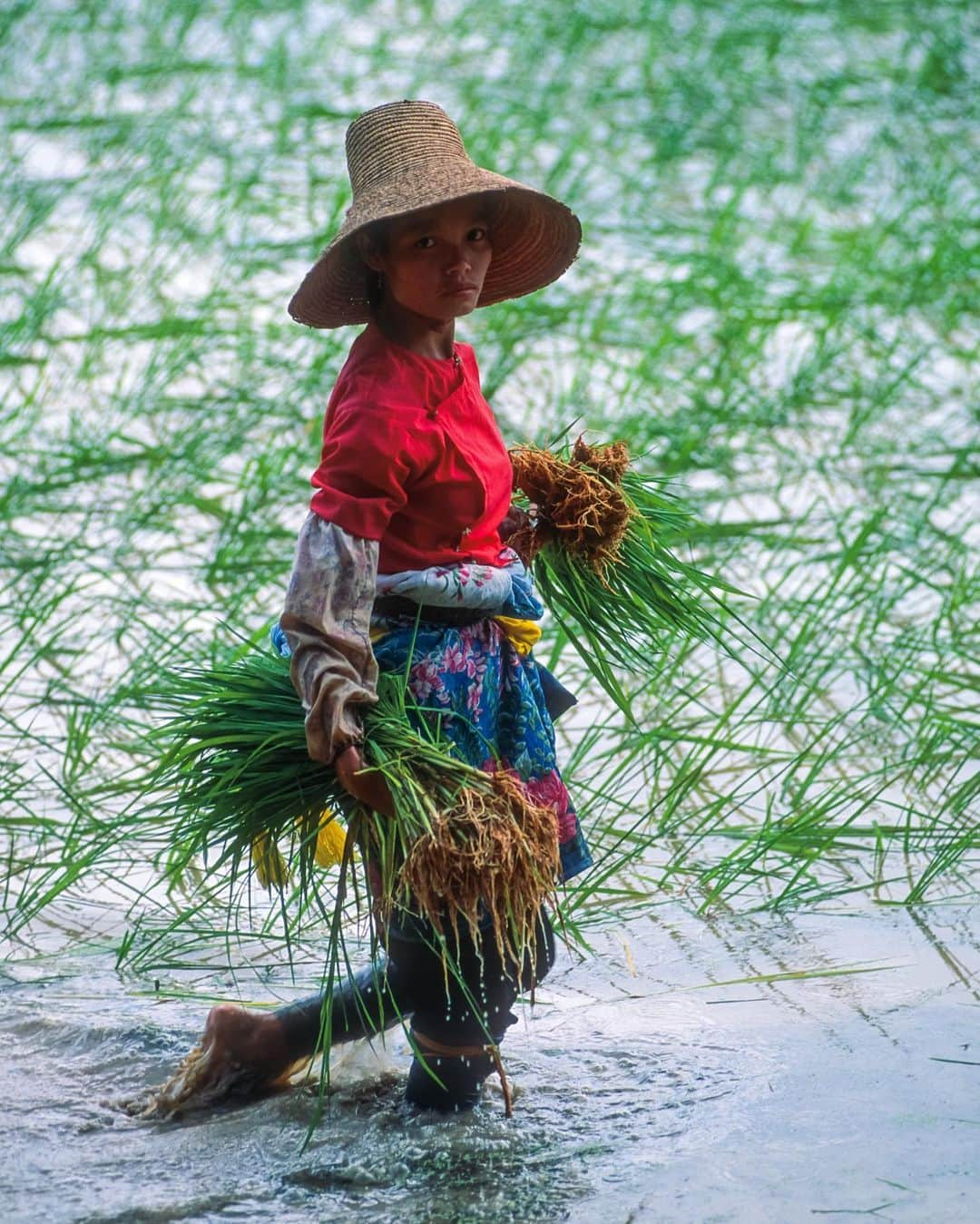 Michael Yamashitaさんのインスタグラム写真 - (Michael YamashitaInstagram)「Rice paddy fashion:  Xishuangbanna, Yunnan Province, China. Women  from the Dai minority planting rice. The Dai ethnic family are the same group who inhabit Laos and Thailand, sharing a similar language and cultural traditions.  #daiminority #xishuangbanna #yunnan #china @natgeo @natgeocreative @thephotosociety  From the book “Mekong: A Journey on the Mother of Waters.” Signed copies are available to purchase from our website michaelyamashita.com or the link in our profile.」6月19日 8時01分 - yamashitaphoto