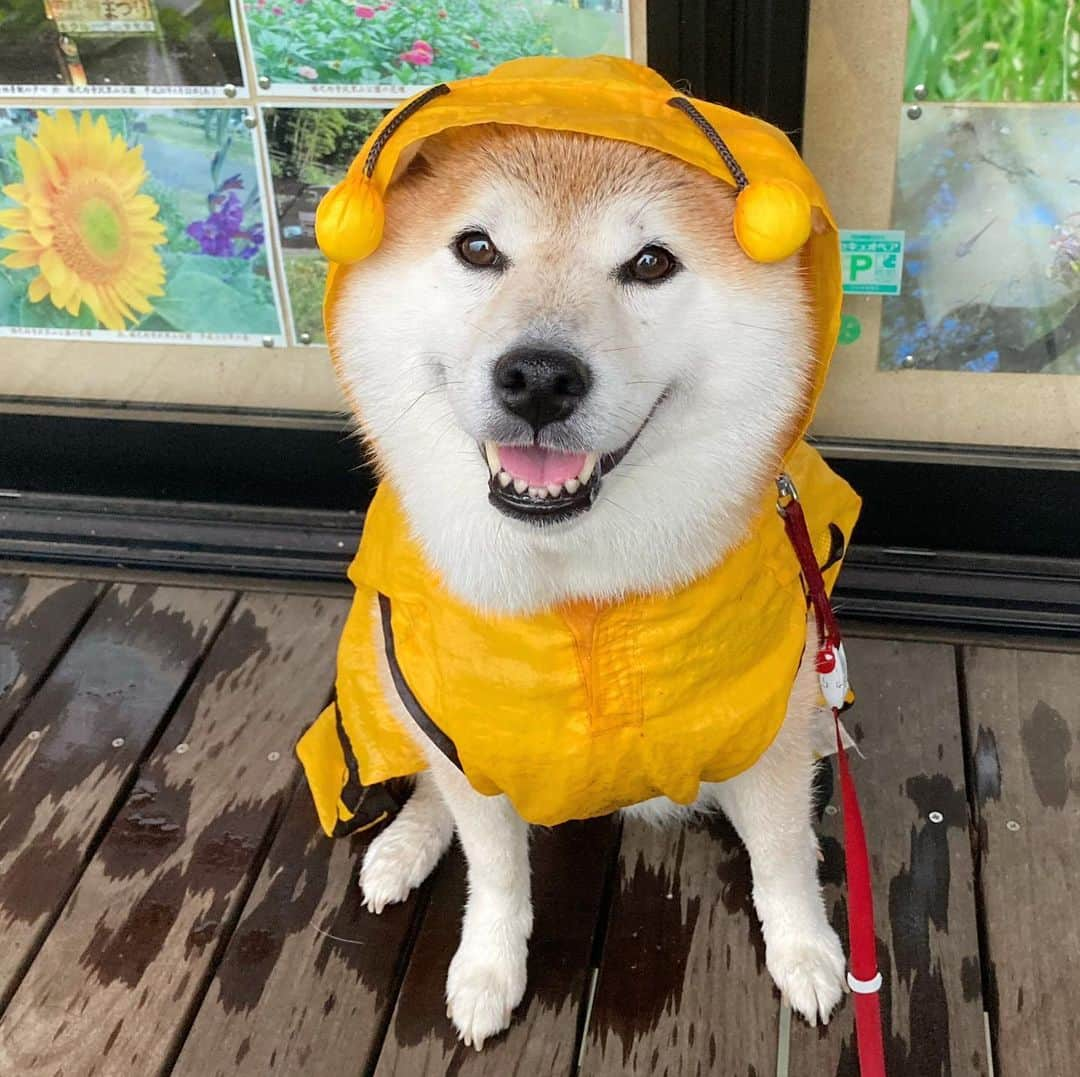 てんパパさんのインスタグラム写真 - (てんパパInstagram)「雨の金曜日。 てんはいつも雨宿りするパークセンターの軒下にたどり着いた。  年季の入ったハチさんカッパ。 お腹で止めるマジックテープがだいぶ効かなくなってきて、そろそろブンブン部卒業かも。 #朝んぽ　#雨んぽ #ブンブン部　#honeybeeraincoat」6月19日 8時19分 - tenchan.shiba