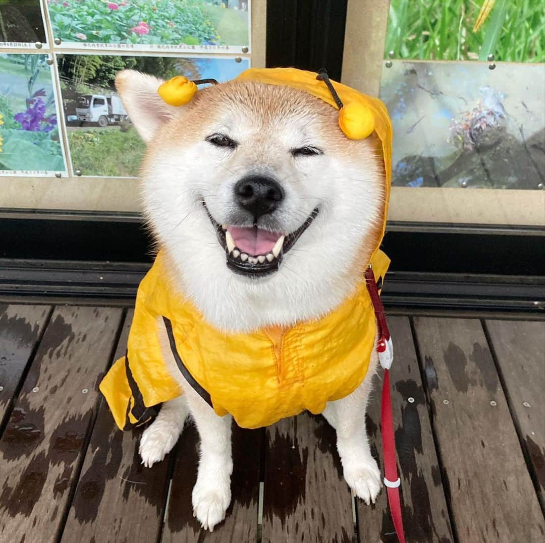 てんパパさんのインスタグラム写真 - (てんパパInstagram)「雨の金曜日。 てんはいつも雨宿りするパークセンターの軒下にたどり着いた。  年季の入ったハチさんカッパ。 お腹で止めるマジックテープがだいぶ効かなくなってきて、そろそろブンブン部卒業かも。 #朝んぽ　#雨んぽ #ブンブン部　#honeybeeraincoat」6月19日 8時19分 - tenchan.shiba