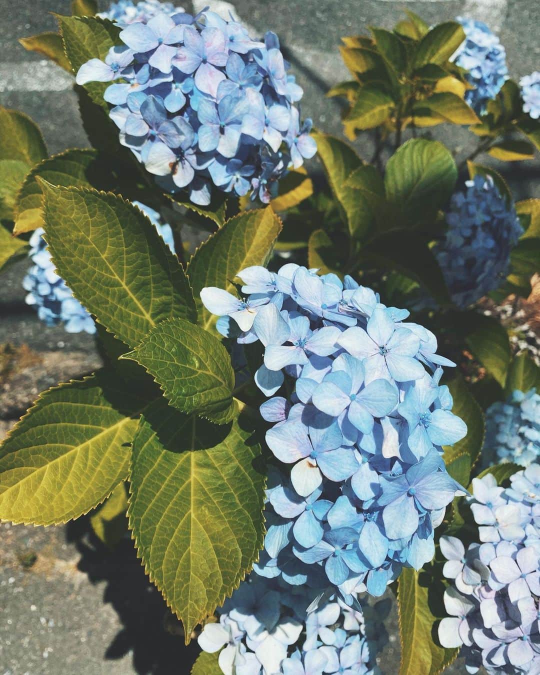 pisatamagoさんのインスタグラム写真 - (pisatamagoInstagram)「青が好き💙  ピンクも好きだけど🌈 #flowers #紫陽花」6月19日 8時34分 - audreysunnyday