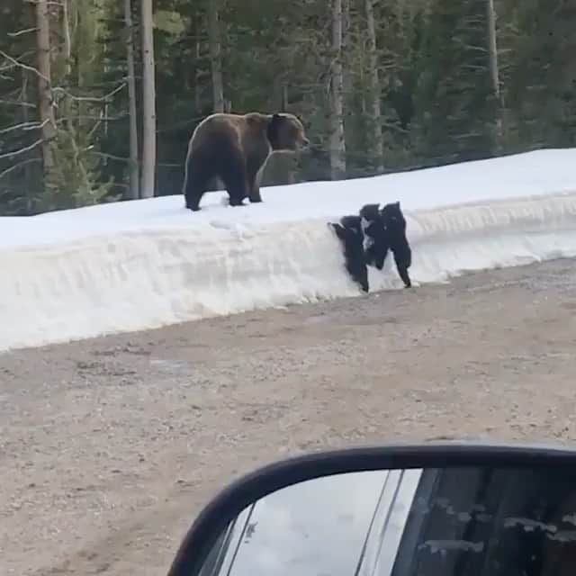 WildLifeのインスタグラム：「There is no greater warrior than a mother protecting her children.  P.S : This driver been informed that the way we approached the bears, slowing down, and invading their space is not safe nor respectful wildlife viewing practice. So if you find yourself in this situation be sure to stay back and give any wildlife a chance to move out of sight before moving forward.  Video by @breezefax」
