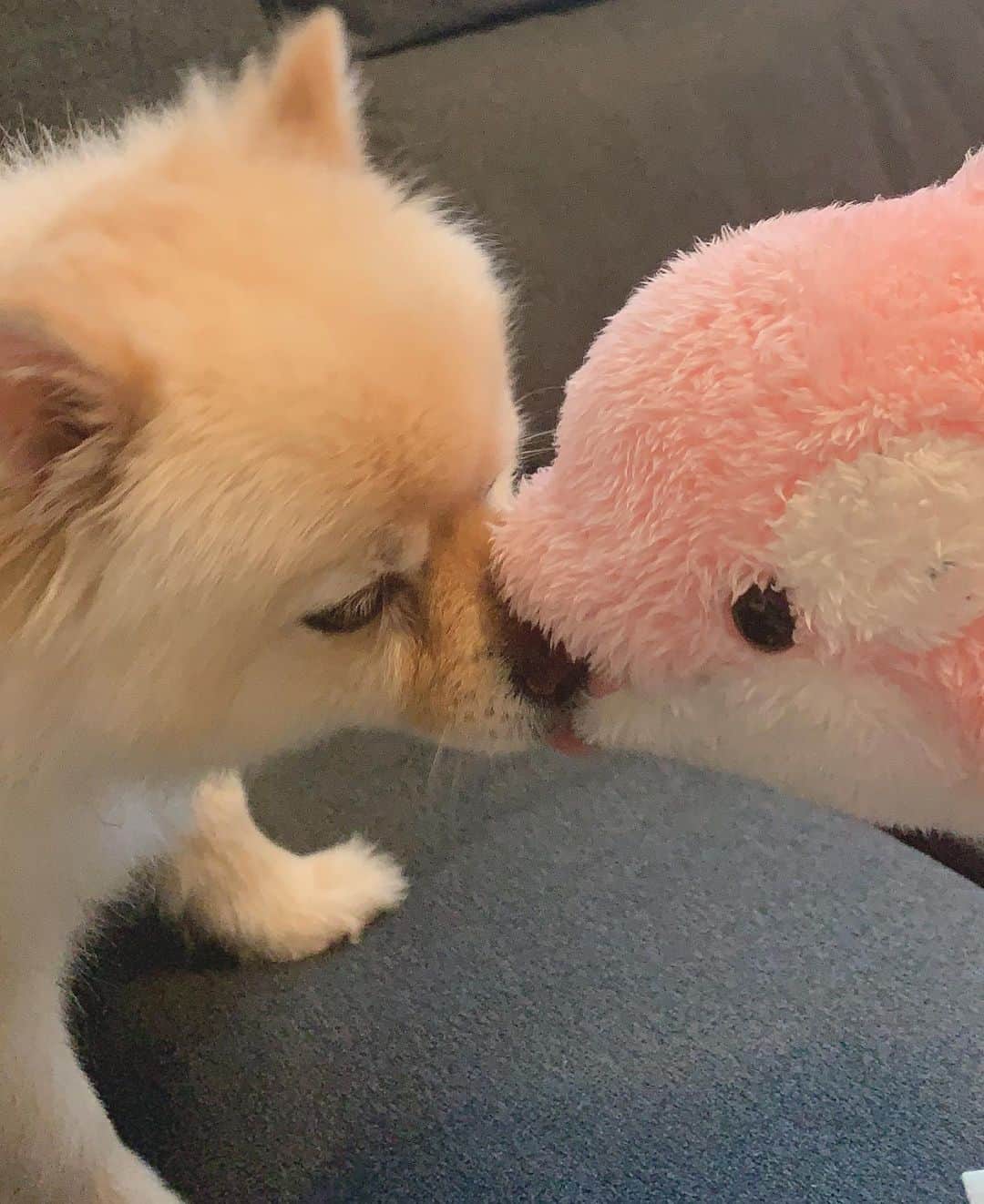 神谷美伽さんのインスタグラム写真 - (神谷美伽Instagram)「今日のライス🐶ピンクのシャチと♡ ☔️で散歩行けないね🐾  #ポメラニアン #ポメラニアン柴カット #クリーム#犬のいる暮らし #ライス #雨の日の過ごし方」6月19日 8時49分 - mikakamiya14