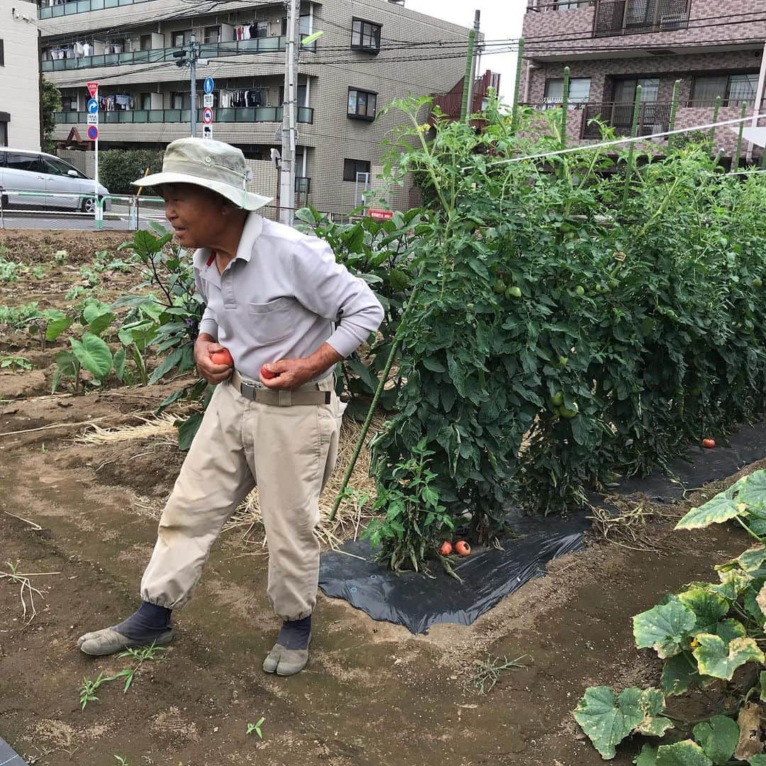 小谷あゆみさんのインスタグラム写真 - (小谷あゆみInstagram)「おはようござい那須！ 昨日の収穫\(//∇//)\ ピーマンと茄子ができ過ぎて大変 地主農家の早川さんのお昼がコンビニ唐揚げ弁当だったので、 「野菜農家が唐揚げ弁当ですか〜」とわざと言ったら、 「野菜も食べるよ」と言ってその後畑のトマトを服で拭いてかじった。 ワイルドだぜーー\(//∇//)\ #せたがや体験農園 #玉堤体験農園」6月19日 9時00分 - vegeanaayu