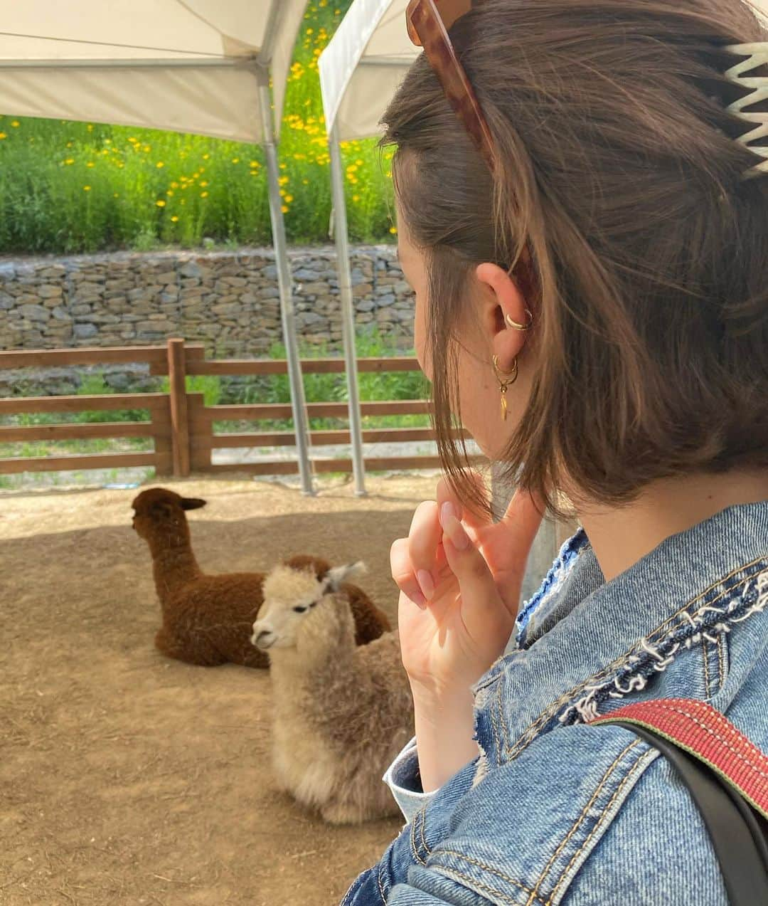 アンジェリーナ・ダニロヴァさんのインスタグラム写真 - (アンジェリーナ・ダニロヴァInstagram)「Mountains. #춘천  Whenever I feel that I start draining energy I go to mountains and nature to recharge. +cutest alpacas for a 100% healing」6月19日 9時32分 - angelinadanilova