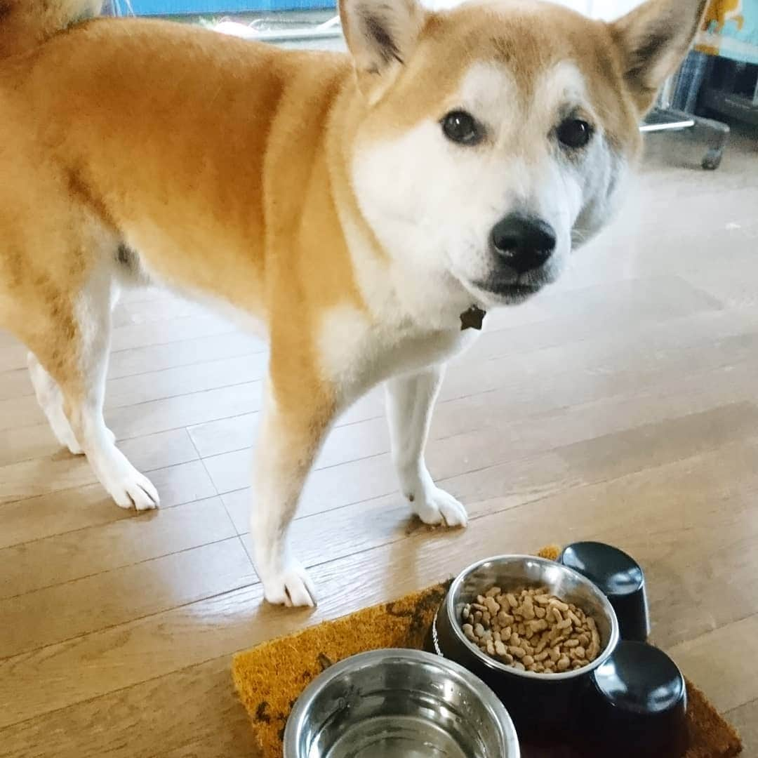 柴犬⭐️サスケのインスタグラム