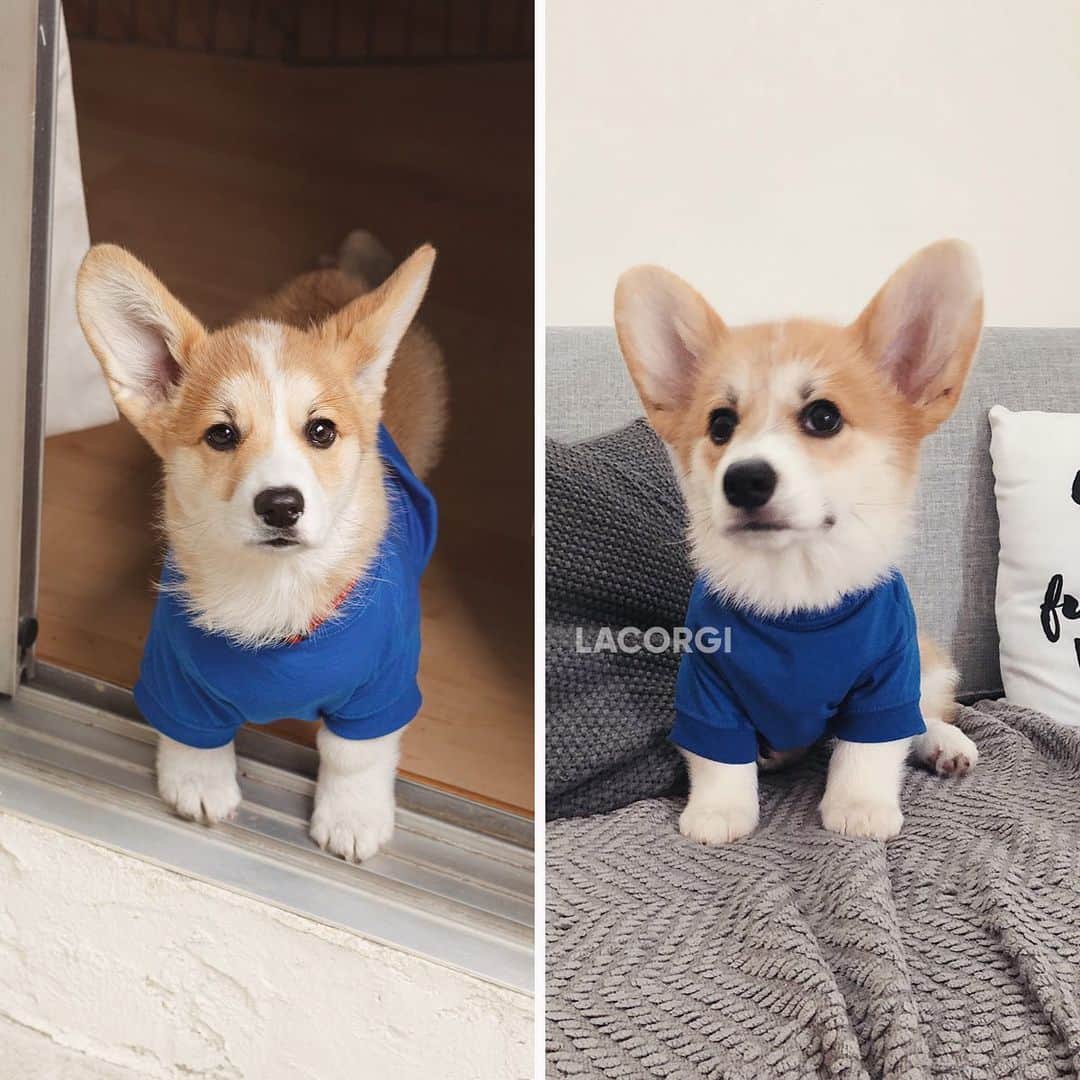 Geordi La Corgiさんのインスタグラム写真 - (Geordi La CorgiInstagram)「Being a little brother means having to wear your older sibling’s hand-me-downs. Who wore it better??? 🤔 (13-week-old Geordi on the left and 13-week-old Scotty on the right)」6月19日 10時01分 - lacorgi
