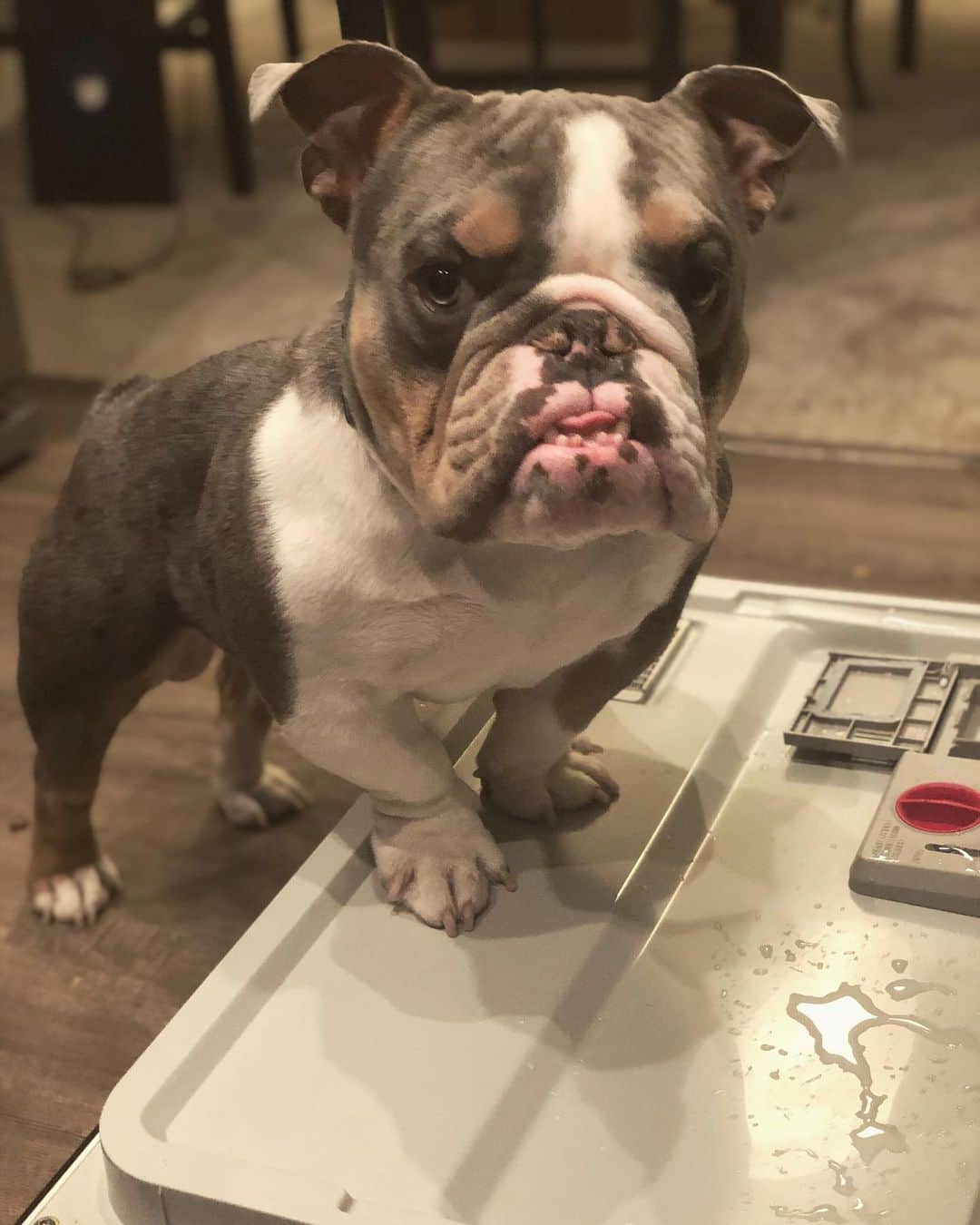 Bodhi & Butters & Bubbahのインスタグラム：「Mommy’s little helpawr 😍 . . . . . . #bulldog #puppy #love #mylove #mylife #like #really #cute #baby #boy #dogsofinstagram #igers #bestoftheday #dog #mom #life #smile」