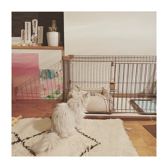 HiRAO INCのインスタグラム：「. 保護犬のダニ〜君5歳を迎えるかずちゃん。  うちの子たちが使っていたケージと ダニーへの新しいベッドと、トイレを買ってお祝いに。  なこちゃん、興味津々 すぐにチェック！ 仲良くなるといーな  @kazukovalentine」