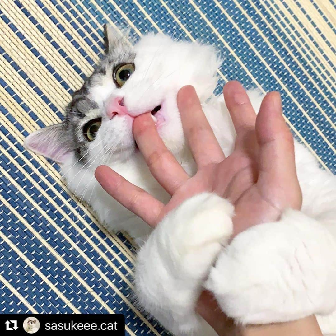 ねこのインスタグラム