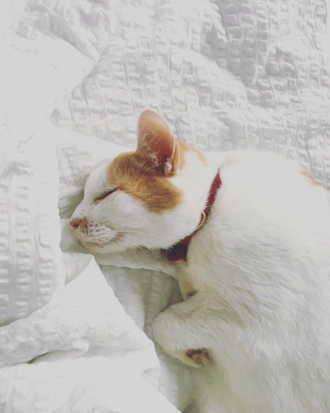 猫沢エミさんのインスタグラム写真 - (猫沢エミInstagram)「イオちゃんはお寝坊さん。  ここへくるまでの時間ぶん、イオは眠っているのです。時間を巻き戻して眠っているのです。  ここはキミにとって世界でいちばん安全で、守り人と守り猫二匹がいる。いくらでも眠っていられるよ。  #猫沢イオ」6月19日 10時30分 - necozawaemi