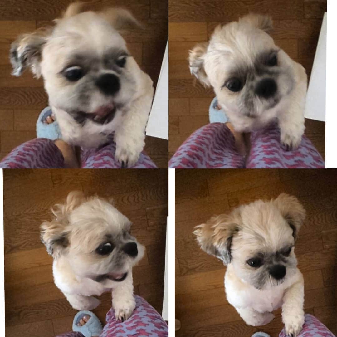 のインスタグラム：「おはようござま 今朝も風太目指してお手つき あり💦旬くんですー 以下報告 ★作品お買いあげのぱんぷきん組の皆様の額に薄いパリパリ紙が四つ折で入ってたでしょ？ あれは私の絵で両面線画と面画で描いた祖父江慎さんデザインの高級包装紙の投げ入れですー グラフィック社で試験的に作りました。 何か包んでやってください。 その前に☀️に透かして見てやってくだせい、、、美しいと思います。 捨てるまえにっ😉💕 #変顔」