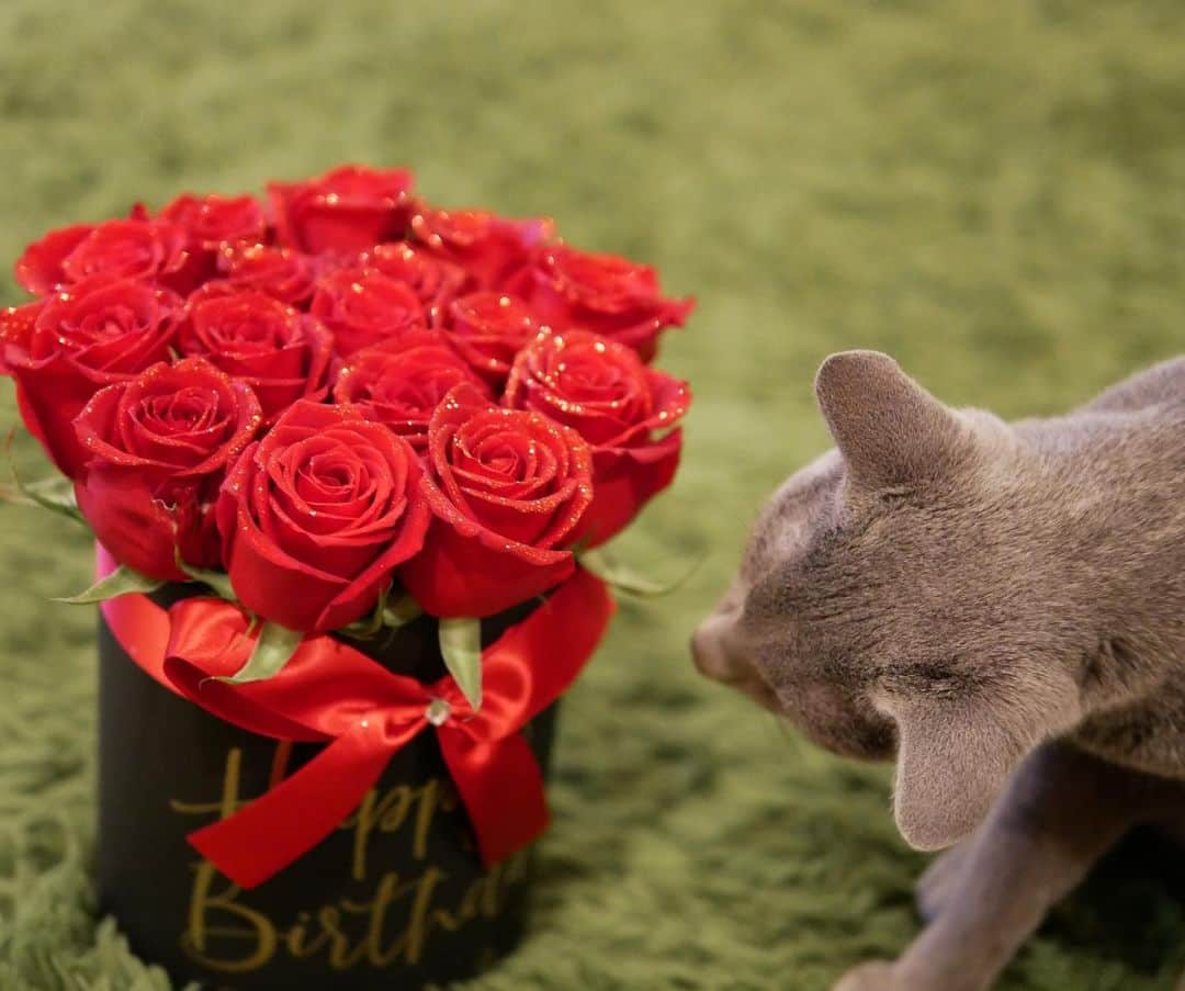 植田佳奈のインスタグラム：「#猫 #cat #花 #フラワーアレンジメント」