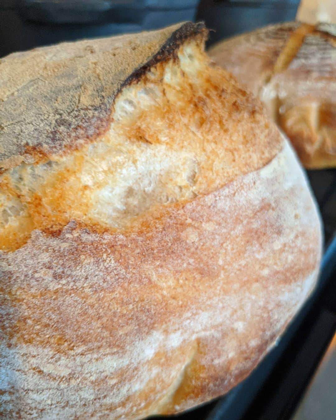 ウィル・ウィトンさんのインスタグラム写真 - (ウィル・ウィトンInstagram)「Baked a couple loaves of #sourdough and my kitchen smells as good as they look. @kingarthurflour」6月19日 10時51分 - itswilwheaton