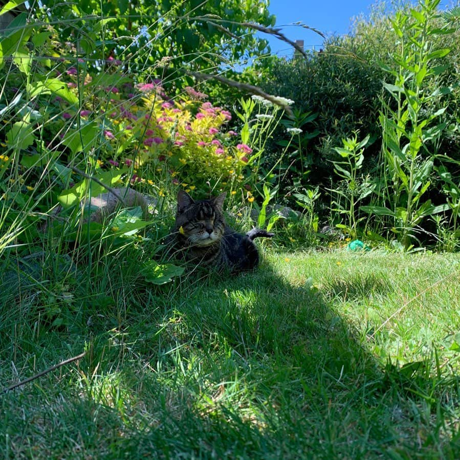 マチルダのインスタグラム：「Even though I can’t see it, I still love the feeling of the sun on my face. 💜🔆 My people (pronounced servants) have been letting me explore the yard recently, and I think I’ve found my new favourite spot.  #catsofinstagram #aliencatmatilda」