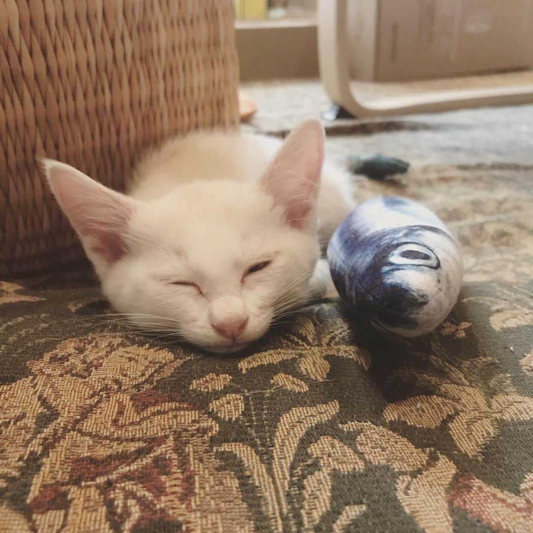 松本野々歩のインスタグラム：「ご縁がありまして 我が家に　子猫がやってきました  三兄弟は　長野県の 車のボンネットの中で発見されたそうです  一匹いた男の子はすぐにお家が決まり グレーと白の姉妹に会いました  写真で見て　びびっときて 飼うことは決断したのだけど  でも　選べない・・ でも二匹も先住猫のことを考えると飼えないし・・ と悩んでいて 「猫飼いたい」と顔に書いてあった夫婦に声をかけました  これもやっぱりご縁ですね  来るときは来る！  白い子は　我が家に グレーの子は　友人の木下家へ  我が家は まだどちらの子を迎え入れるか迷っていたはずなのに お迎えにいく日の朝方 「もちつきだ！」と言って目が覚めました もうここで　心は決まっていたのかな  名前を「もちつき」に一度したのだけど 1日一緒に過ごして　改名 じゃじゃん！ 「もちまき」！ なんじゃそりゃ　笑  白くて美味しそうな餅 みんなにまいて　めでたい 幸せ振りまいてちょ♡って （あと、母が会った瞬間「ねじまき」って呼んだのも忘れられなくて　それが決断の決めテ） （グレーの子は「くる」って名前になったんだって。ほんといい名前！叔母は嬉しいのです　笑）  さて　先住猫「野花（ヤカ）」さん 怒ってます・・ すんごく怒ってます いや　ビビってるんだと思うのだけど  大丈夫　きっと仲良くなれる！ って　なんか自信あるんだ （少しづつ　「フシャー🤬」の回数も減ってきた）  ヤカ改めて「巨大きなこもち」に しようかな ぐっと仲良くなれるかも  ご縁をくれた 大好きな　「読書の森」のみなさん ほんとうにありがとうございました♡  #保護猫 #子猫 #読書の森 #モチマキとクル #ネコのモチマキ」