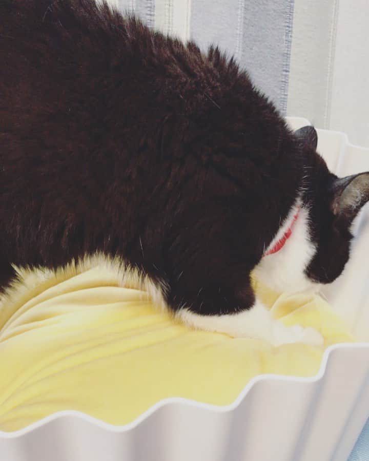 もじゃころのインスタグラム：「カップケーキコネコネッペ☺️🧁 久々にカップケーキベッド出してあげたら夢見心地のペッペ…😍かわいいなぁ…🥰一生見ていられる…  ペッペはフミフミしたりとかゴロゴロ言ったりとか3年に一度あるかないかってくらい全くデレないツン気質なので、この映像はかなり貴重なのです☺️☺️☺️ #チョッチュ具志コロペッペ #pidan #🧁」