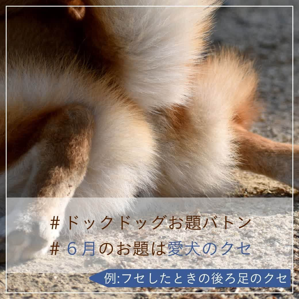 docdogのインスタグラム：「こんにちは！ドックドッグです🌻⠀ 今月も #ドックドッグお題バトン に参加します！🌼⠀ ⠀ さて、#6月のお題は愛犬のクセ  です😊☀️⠀ ⠀ みなさんの愛犬のクセは何ですか？🐾⠀ 写真は、フセのときの後ろ足の可愛いクセ🐕です❤⠀ ⠀ ということで、⠀ #ドックドッグお題バトン ⠀ #6月のお題は愛犬のクセ ⠀ バトンは置いておきますね🌼⠀ ⠀ バトンは自分ではじめても、何人に回しても、回さなくてもOK🐶✨⠀ ⠀ 愛犬のお気に入りショットにハッシュタグを付けてどんどん投稿してくださいね！🥰⠀ ⠀ #ドックドッグお題バトン ⠀ #6月のお題は愛犬のクセ　⠀ #フセのときの後ろ足のクセ　⠀ #ドックドッグ ⠀ #docdog」