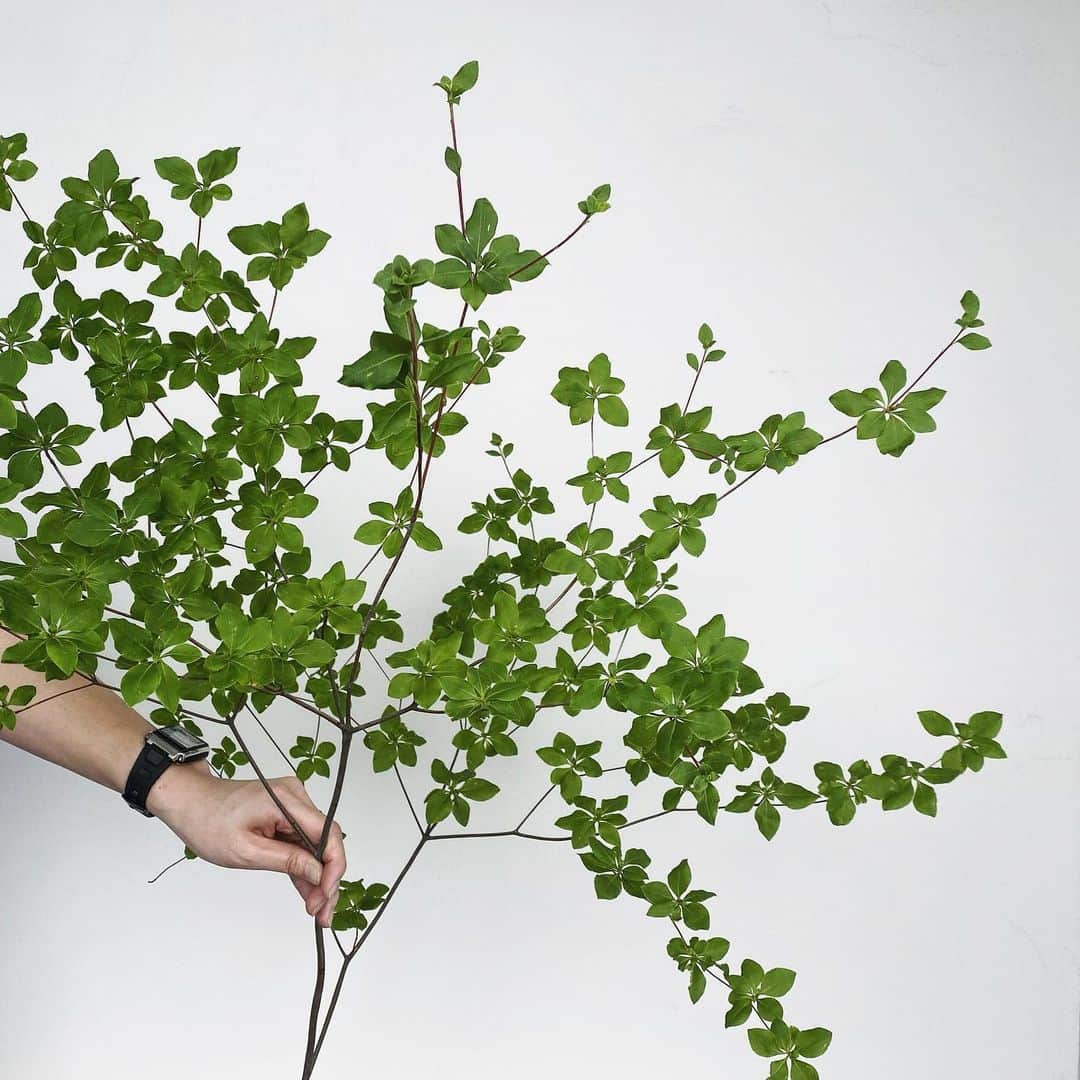 MILLE ECLAT.のグルメインスタ