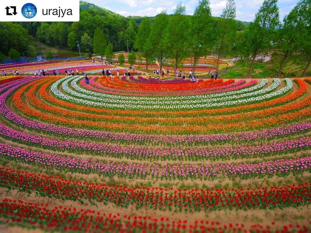 Bi Rod by Lumica.のインスタグラム：「#Repost @urajya with @get_repost ・・・ 🌷🌷🌷🌷🌷🌷🌷🌷. . 2017年ＧＷの世羅高原農場  #過去pic #世羅高原農場 #チューリップ #はなまっぷ  #sumasumatai_love  #birod」
