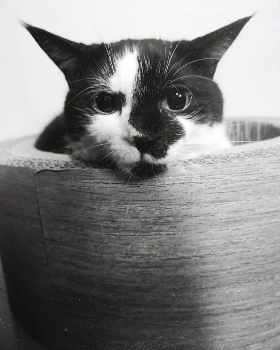 リアド偉武のインスタグラム：「Weird pattern. High tone voice. My dear friend. Mimishakiiiiiiiiin. #blackandwhitecatbon」