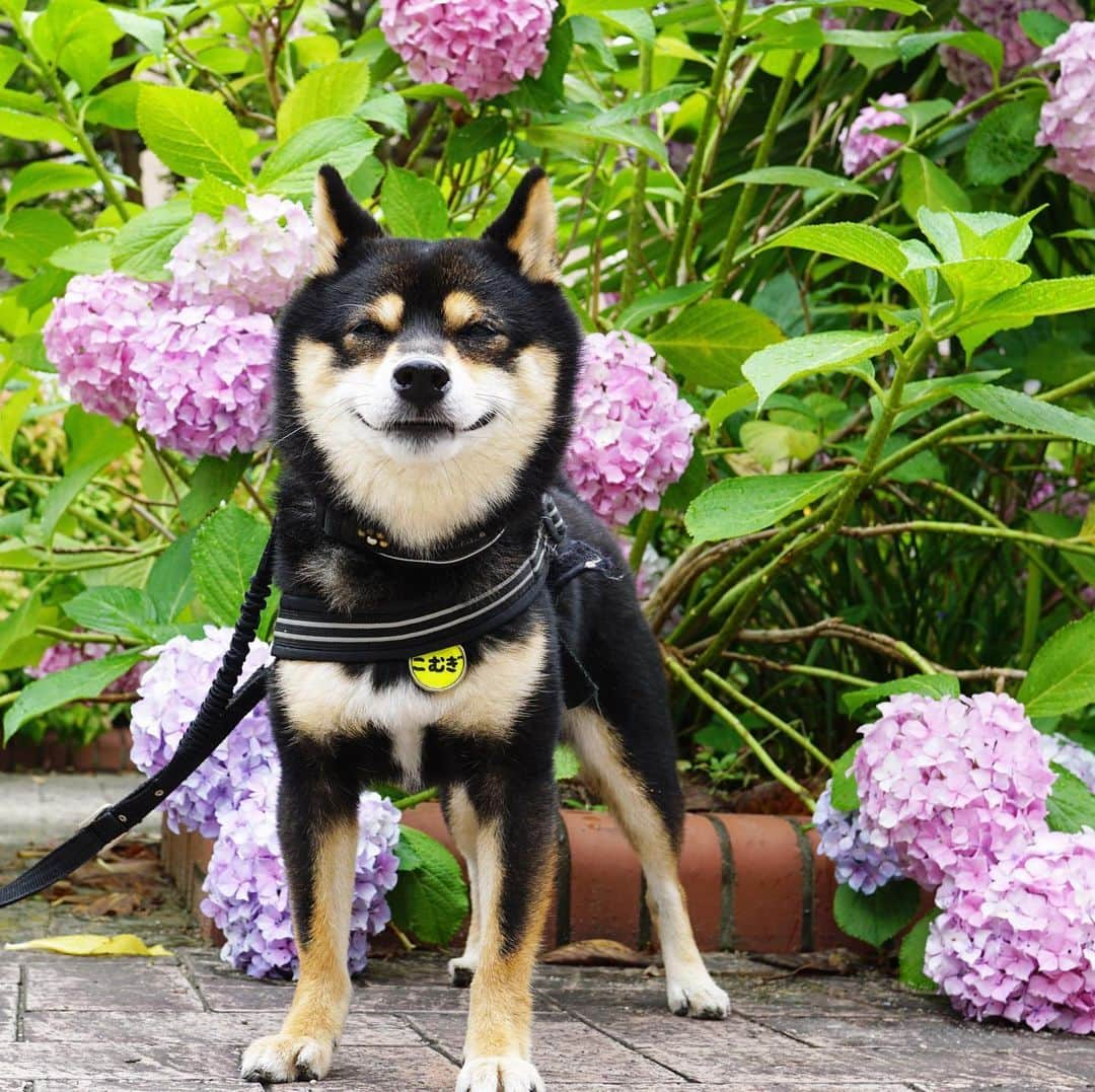 黒豆柴こむぎさんのインスタグラム写真 - (黒豆柴こむぎInstagram)「雨があがったので、長めのお散歩に連れて行ってもらったよ。楽しかった☺️実物の紫陽花はイマイチだったけど、写真で見ると、まぁまぁきれいだね💜💖2020.06.19  #にんまり #お花柴男子くらぶ #黒豆柴こむぎ #黒豆柴 #豆柴 #黒柴 #柴犬 #柴 #まめしば #しばいぬ #しば #mameshiba #kuroshiba #shibainu #shiba #shibalove #shibalovers #shibastagram #shiba_snap #shibasofinstagram #ふわもこ部 #pecoいぬ部 #いぬら部 #proudshibas #thedailyshibainu #ここ柴部 #いぬのきもち #todayswanko #rakutenpet #9gagcute」6月19日 12時09分 - komugi_1207