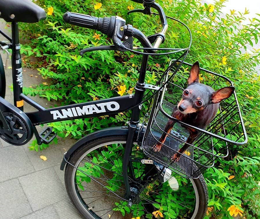 百合華さんのインスタグラム写真 - (百合華Instagram)「Cycling time on a new bicycle with Aila🎶🎶🎶 ﻿ ﻿ #japan﻿ #日本﻿ #kyoto ﻿ #京都﻿ #bicycle ﻿ #自転車﻿ #買い替え﻿ #cycling ﻿ #サイクリング﻿ #愛犬﻿ #愛犬家﻿ #お散歩﻿ #お散歩タイム﻿」6月19日 12時10分 - yurika.lovelily