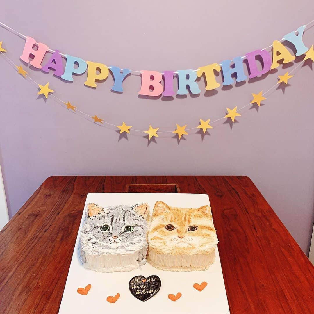 Little & Miloさんのインスタグラム写真 - (Little & MiloInstagram)「( ⁽❛⁾ː⁽❛⁾ ) ♡⃛ Little’s 。。。。Birthday celebration for 8 years old,  Ꭲʰᵃⁿᵏˢ ϋ for ♡ @romance_bakery  #romancebaker #LittleMilo #littlemilo #短い手足 #可愛い猫 #立つ猫 #munchkin #munchkincat #寝顔 #可愛い寝 #stayhome #istayhomeformyfamilyandfriendandcat  Instagram: https://www.instagram.com/little_milo_munchkin Facebook: http://facebook.com/i.am.little.milo Twitter: https://twitter.com/i_am_littlemilo」6月19日 12時23分 - little_milo_munchkin