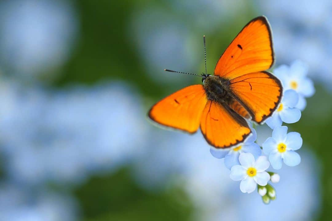 thephotosocietyさんのインスタグラム写真 - (thephotosocietyInstagram)「Photo by @joepetersburger/@thephotosociety // GEM ON GEMS // Large copper #butterfly (Lycaena dispar) sucking nectar from the #flowers of true forget-me-not (Myosotis scorpioides). Large copper is nearly #threatened globally and pretty rare around here, so it is always a special feeling to find. No need to travel far away for fantastic experience. Travel less, discover your backyard, reduce your ecological footprint! #forgetmenot #copperbutterfly #discoveryourbackyard」6月19日 12時32分 - thephotosociety