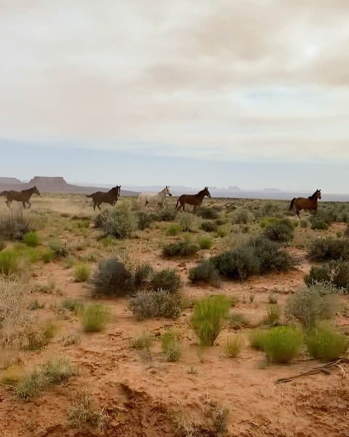 クリス・バーカードのインスタグラム：「This filled my soul in ways I cannot describe.  Just got back from a week of bikepacking through Bears Ears Natn’l Monument & this moment truly made it worthwhile. The 🐎 followed me all the way to the gate & let me say hello. The mule was the friendliest. Grateful for all the places & experience the bike has given me. More from this soon.  @hereorthereabouts  @iamspecialized_adv  @sramroad @wahoofitnessofficial @artscyclery」