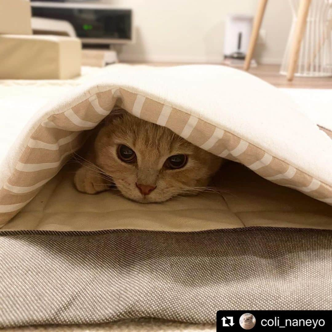 ねこさんのインスタグラム写真 - (ねこInstagram)「【#ねこは人を笑顔にする】❣️ せま〜いところがスキ💞 @coli_naneyo さん、ありがとぅ😃⚡️💕 #Repost @coli_naneyo with @make_repost ・・・ 🐈 最近のブームはマットの隙間😝  #ねこのきもち #ねこすたぐらむ #猫ねこ部にゃんすたぐらまーに参加 #peppyフォト部 #ねこのいる生活 #ねこと暮らす #猫好きさんと繋がりたい #ペットとずっと #ブリティッシュショートヘア #ブリショー #クリームタビー #ブリ商会 #ペコねこ部 #ねこは人を笑顔にする #朝ワンコ夕ニャンコ #英短 #sippo #rakutenpet #peppycats #nyancon01 #britishshorthair #instacat #catstagram #cat #ilovemycat」6月19日 12時47分 - neko_magazine