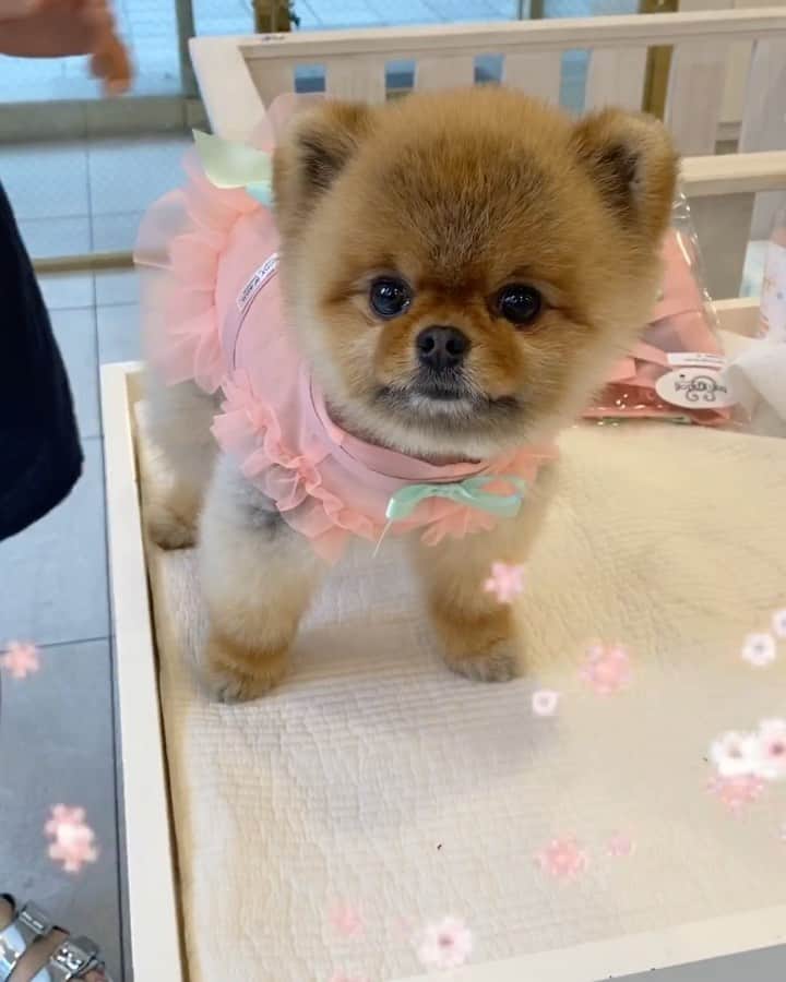 イ・ダヘのインスタグラム：「그레이튼과 첫쇼핑 데이!! 귀여운 강아지 하트그레이튼 인스타그램 오픈했어요!!@heart_greaten 많은 관심과 부탁드립니다!!!팔로우 꾸욱~! ㅋ」
