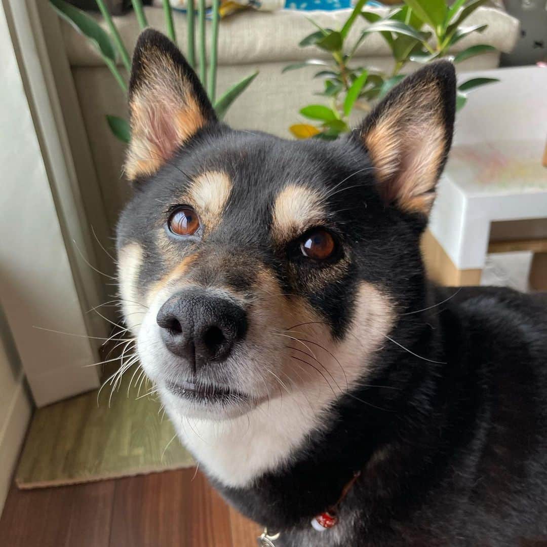 vo_coのインスタグラム：「🐾 最近、気温が上がってきてから如実に食欲が落ちてたこたつさん 朝ごはんをパスすることが多く、先生からも1日1食でいいよとのことだったので夜ごはんだけあげたりしてました …がこの数日で食欲復活！朝も夜も躊躇なく食べるし小僧がいない時間帯だとおやつをねだりにくることも多くなりました なんだかんだで、食欲がある方が安心できる！ ってことで鳥ロースト焼いたから食べようねー！ * #shibastagram #instashiba #shiba #shibainu #黒柴 #柴犬」