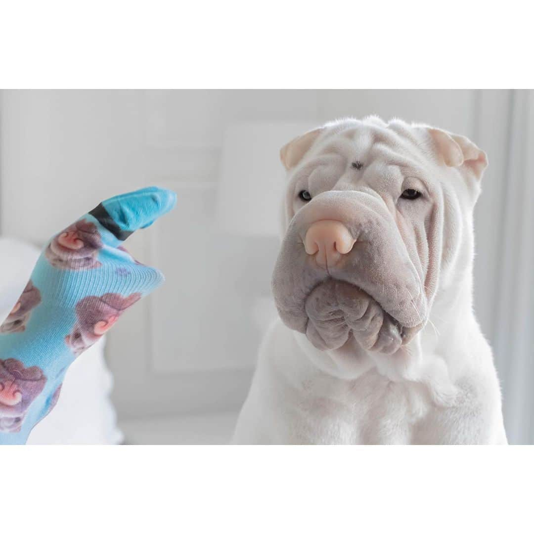 annie&pADdinGtoNさんのインスタグラム写真 - (annie&pADdinGtoNInstagram)「I knows that’s your hand and the sock monster isn’t really real but ok I’ll go along with it 🙄 #iamsoscared #sillymummy #lambington #sharpei #sharpeisofinstagram #sharpeilove #wrinkles #dog #dogsofinstagram #dogs #doggo #barked #dogslife #dogsofinsta #customsocks #divvyupsocks #pets #instagood #weeklyfluff #instadaily #iloveyoutothemoonandback」6月19日 13時39分 - anniepaddington