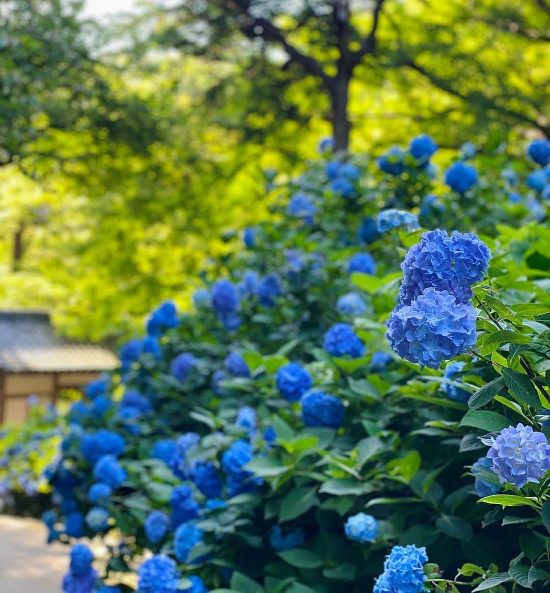 Hiroe Hiranoさんのインスタグラム写真 - (Hiroe HiranoInstagram)「旬をあじわう。﻿ 北鎌倉の『明月院』へ🌱﻿ ﻿ アジサイが満開でした。﻿ このブルーの儚い美しさが﻿ 大人になり、より魅力を感じるように✨﻿ ﻿ 私たち夫婦は、よく北鎌倉に行きます。﻿ ふらっと電車で立ち寄り、﻿ お寺やカフェを巡るのですが。﻿ ﻿ このエリアの雰囲気は、﻿ 落ち着いていて、﻿ 時間もゆったり流れていて。﻿ ﻿ 円覚寺や建長寺（ココのお寺の山の頂上にある天狗さんスポットもすごい。海や富士山も見渡せるハイクスポット）  北鎌倉から鎌倉へ自然を感じながら 歩いていくコースも🌿﻿ ﻿ 日本の大好きな場所の一つです🌳🌳﻿ ﻿ #紫陽花　#kamakura 🤓#鎌倉﻿ #大人の遠足　#グリーンが好き🌱」6月19日 13時43分 - hiroe_hirano