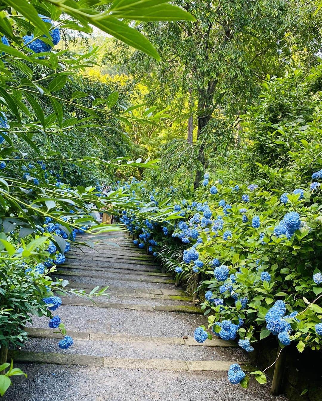 Hiroe Hiranoさんのインスタグラム写真 - (Hiroe HiranoInstagram)「旬をあじわう。﻿ 北鎌倉の『明月院』へ🌱﻿ ﻿ アジサイが満開でした。﻿ このブルーの儚い美しさが﻿ 大人になりより魅力を感じるように✨﻿ ﻿ 私たち夫婦は、よく北鎌倉に行きます。﻿ ふらっと電車で立ち寄り、﻿ お寺やカフェを巡るのですが。﻿ ﻿ このエリアの雰囲気は、﻿ 落ち着いていて、﻿ 時間もゆったり流れていて。﻿ ﻿ 円覚寺や建長寺（ココのお寺の山の頂上にある天狗さんスポットもすごい。海や富士山も見渡せるハイクスポット）、北鎌倉から鎌倉へ自然を感じながら歩いていくコースも🌿﻿ ﻿ 日本の大好きな場所の一つです🌳🌳﻿ ﻿ #紫陽花　#kamakura 🤓#鎌倉﻿ #大人の遠足　#花より団子の人におすすめの良きカフェやレストランもいっぱい😂」6月19日 13時44分 - hiroe_hirano