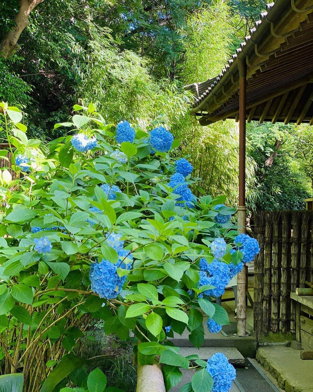 Hiroe Hiranoさんのインスタグラム写真 - (Hiroe HiranoInstagram)「旬をあじわう。﻿ 北鎌倉の『明月院』へ🌱﻿ ﻿ アジサイが満開でした。﻿ このブルーの儚い美しさが﻿ 大人になりより魅力を感じるように✨﻿ ﻿ 私たち夫婦は、よく北鎌倉に行きます。﻿ ふらっと電車で立ち寄り、﻿ お寺やカフェを巡るのですが。﻿ ﻿ このエリアの雰囲気は、﻿ 落ち着いていて、﻿ 時間もゆったり流れていて。﻿ ﻿ 円覚寺や建長寺（ココのお寺の山の頂上にある天狗さんスポットもすごい。海や富士山も見渡せるハイクスポット）、北鎌倉から鎌倉へ自然を感じながら歩いていくコースも🌿﻿ ﻿ 日本の大好きな場所の一つです🌳🌳﻿ ﻿ #紫陽花　#kamakura 🤓#鎌倉﻿ #大人の遠足　#花より団子の人におすすめの良きカフェやレストランもいっぱい😂」6月19日 13時44分 - hiroe_hirano