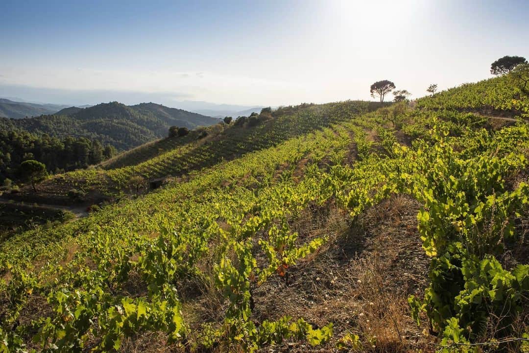 のインスタグラム：「ワイン優待＆ローンチキャンペーン🍷﻿ ﻿ ソムリエやスピリッツ専門家など、世界の文化を熟知した専門家によって厳選された高級ワイン、スピリッツを取り扱うSARMENT。この度、SARMENTからラグジュアリーカード会員様限定で、いつでも最大35%オフでご購入いただける通年優待を発表しました。﻿ ﻿ さらに、今回のローンチを記念してスペインのグラン・クリュとも呼ばれる日本未発売の「テロワール・アル・リミット」をラグジュアリーカード会員様限定で特別入手しました。世界の著名星付きレストランが１年以上前から仕入れ予約をする、希少価値の高いワインです。﻿ ﻿ また、明日6月20日の17:00〜18:00は、テロワール・アル・リミットのオーナー、ドミニク氏とヨーロッパで最も影響力のあるワイン評論家の一人であるマリー氏主催のZoomワインセミナーを開催します。どなたでもご視聴頂けますので、お気軽にご参加ください。﻿ ﻿ リンク🔗：﻿ https://zoom.us/j/5747141045﻿ ﻿ ※リンクはラグジュアリーカード日本の公式Facebookからもご確認頂けます。﻿ ﻿ ﻿#私のラグジュアリー #ワイン好きな人と繋がりたい #日本未発売 #高級ワイン #スペインワイン #グランクリュ #SARMENT #ラグジュアリーカード #ワインのある暮らし #tgif」