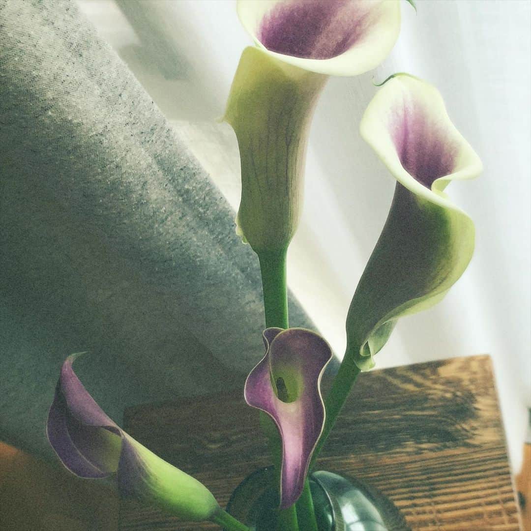 おかもとえみさんのインスタグラム写真 - (おかもとえみInstagram)「カラーっていうお花！しってる？白い方はピカソって名前の色で、はじめて出会ったからゲット✨紫の色合いがとても好みだな〜」6月19日 14時23分 - okp_emi