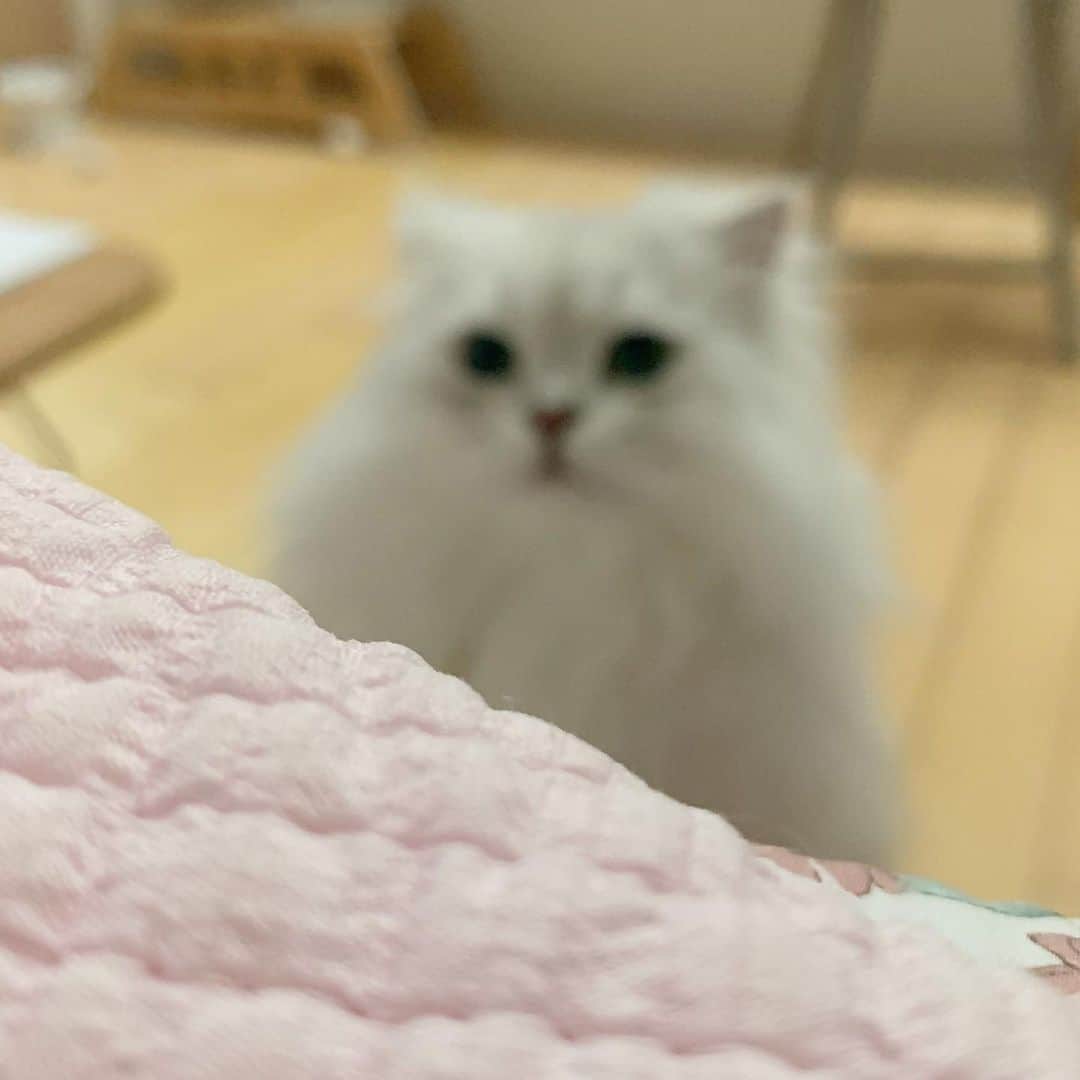 후추네큰언니のインスタグラム：「뿅 ❤️ . . . . .  #후추  #고양이  #냥스타그램 #캣스타그램  #Hoochu #Hoochuthecat #cat #cats #catstagram #catsofinstagram #topcatphoto #bestmeow #ilovecat #cute #fluffy #petstagram #instacats」