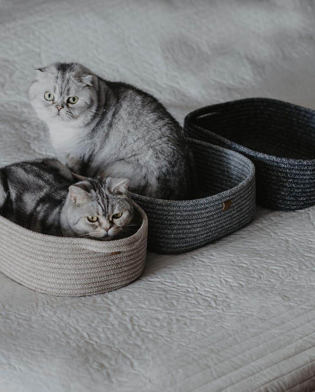 Roku Rokuさんのインスタグラム写真 - (Roku RokuInstagram)「Roku’s & the kids favorite beds. A stylish multi-functional cat bed, made out of durable rope that is perfect for cat scratches and goes beautifully with your modern home décor.  Features & Benefits: · Multi-use · Easy care · Durable · Recyclable  @tayalivingbkk #tayalivinginspo #tayalovescat ❤️」6月19日 15時16分 - rokuthecat