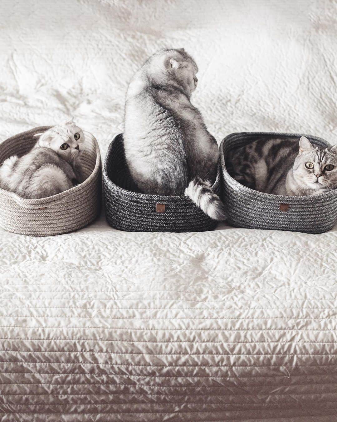 Roku Rokuさんのインスタグラム写真 - (Roku RokuInstagram)「Roku’s & the kids favorite beds. A stylish multi-functional cat bed, made out of durable rope that is perfect for cat scratches and goes beautifully with your modern home décor.  Features & Benefits: · Multi-use · Easy care · Durable · Recyclable  @tayalivingbkk #tayalivinginspo #tayalovescat ❤️」6月19日 15時16分 - rokuthecat