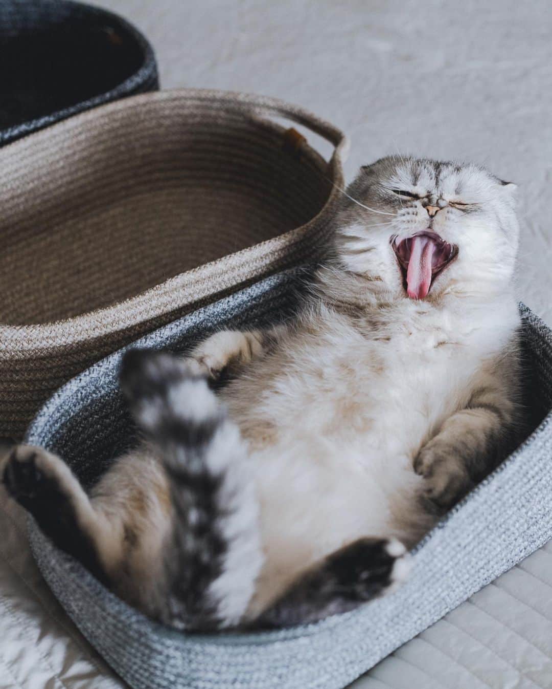 Roku Rokuさんのインスタグラム写真 - (Roku RokuInstagram)「Roku’s & the kids favorite beds. A stylish multi-functional cat bed, made out of durable rope that is perfect for cat scratches and goes beautifully with your modern home décor.  Features & Benefits: · Multi-use · Easy care · Durable · Recyclable  @tayalivingbkk #tayalivinginspo #tayalovescat ❤️」6月19日 15時16分 - rokuthecat
