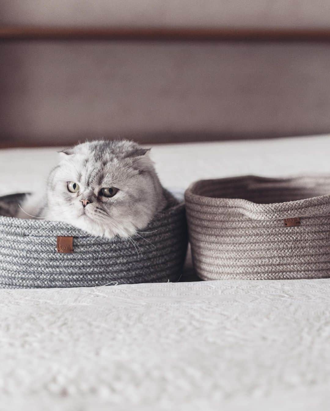 Roku Rokuさんのインスタグラム写真 - (Roku RokuInstagram)「Roku’s & the kids favorite beds. A stylish multi-functional cat bed, made out of durable rope that is perfect for cat scratches and goes beautifully with your modern home décor.  Features & Benefits: · Multi-use · Easy care · Durable · Recyclable  @tayalivingbkk #tayalivinginspo #tayalovescat ❤️」6月19日 15時16分 - rokuthecat