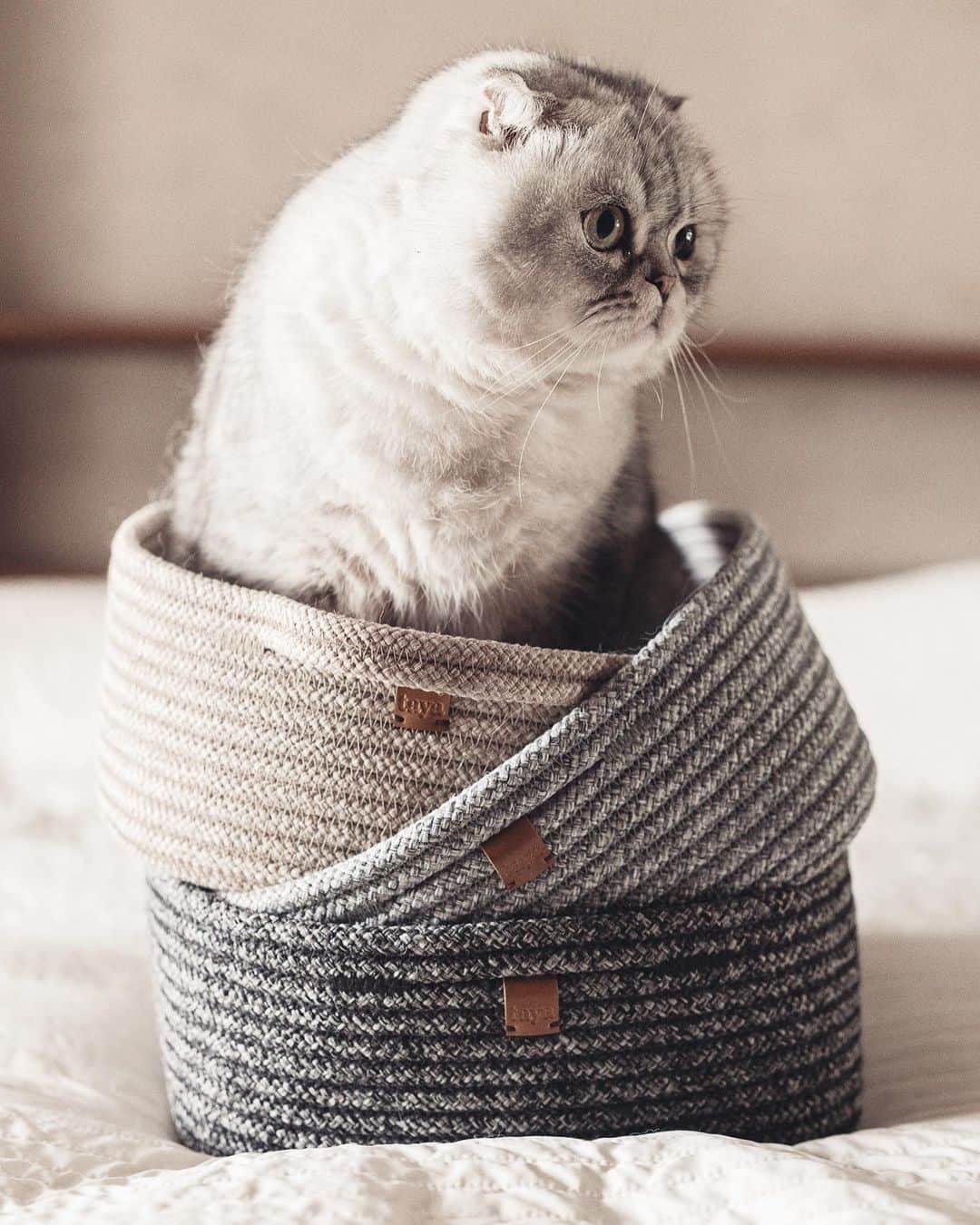 Roku Rokuのインスタグラム：「Roku’s & the kids favorite beds. A stylish multi-functional cat bed, made out of durable rope that is perfect for cat scratches and goes beautifully with your modern home décor.  Features & Benefits: · Multi-use · Easy care · Durable · Recyclable  @tayalivingbkk #tayalivinginspo #tayalovescat ❤️」