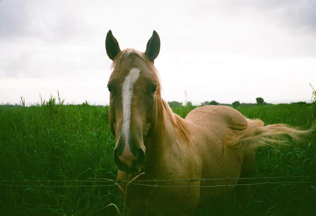 のインスタグラム：「Aloha Friday from Kauai! Wishing you and your ohana our best 🐴🌞🌺🌴 #malibushirts #35mm #alohafriday #filmfriday」